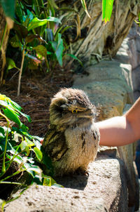 Cropped hand touching owl on wall during sunny day