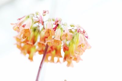 Close-up of flowers over white background