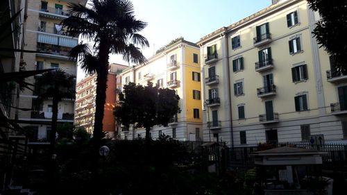 Low angle view of palm trees and buildings in city