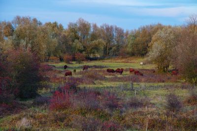 Trees on field in forest