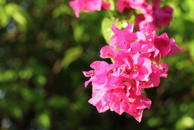 Close-up of pink flowering plant