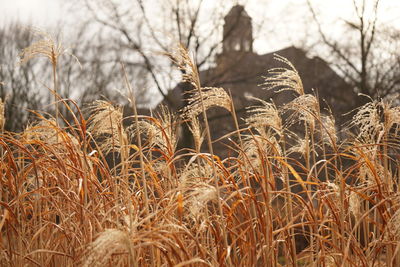 Close-up of wheat field