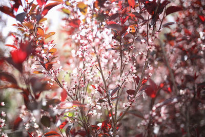 Close-up of pink cherry blossoms in spring