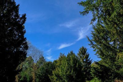 Low angle view of trees against sky