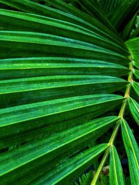 Full frame shot of palm leaf