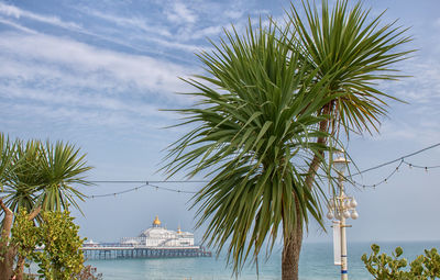 Palm trees by sea against sky