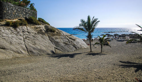 Palm trees on beach against clear sky