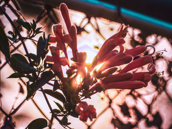 Low angle view of flowering plant