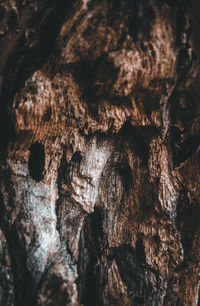 Full frame shot of tree trunk