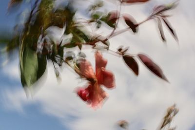 Low angle view of white flowering plant against sky