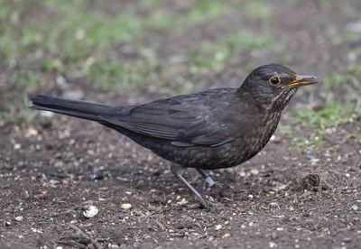 Close-up of bird