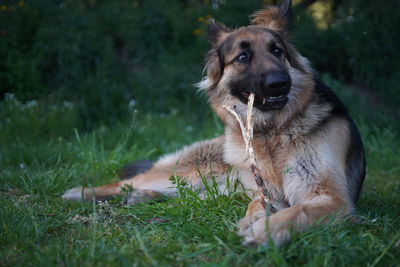 Dog eating stick. german shepherd.