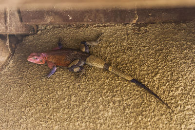 High angle view of stuffed toy on land