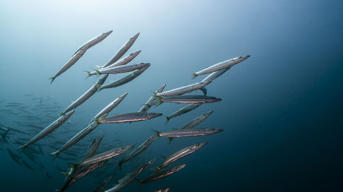 Low angle view of barracuda fishes in sea