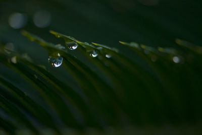 Close-up of water drops on grasses during rainy season