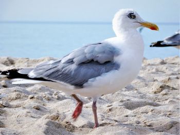 Close-up of seagull on beach