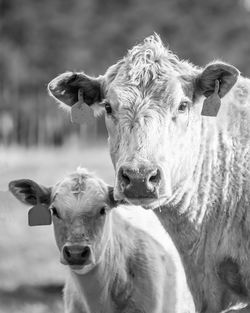 Portrait of simmental brood cow with calf  in monochrome.