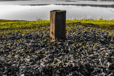 Close-up of plants by lake against sky