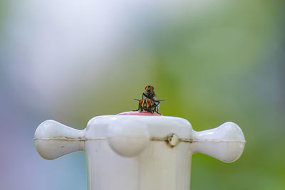 Close-up of fly on table