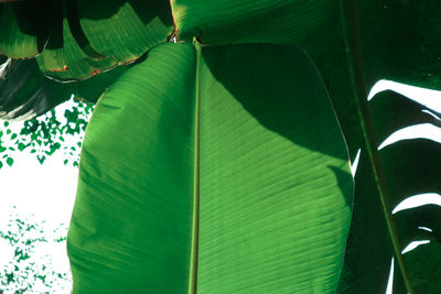 Low angle view of leaf on plant