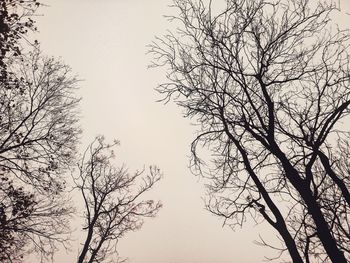 Low angle view of bare tree against sky