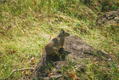 Squirrel on field