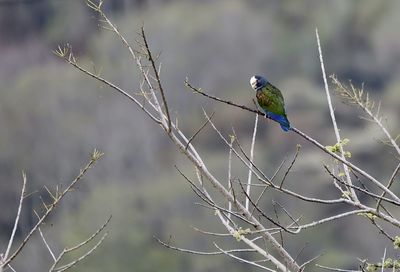 Bird perching on twig