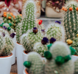 Full frame shot of succulent plants