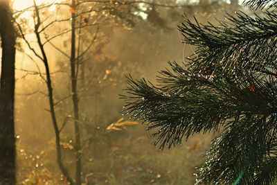 Close-up of raindrops on pine tree