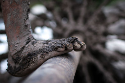 Close-up of lizard on tree trunk