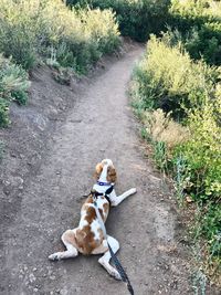 High angle view of dog sitting on road