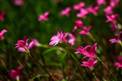 Close-up of pink flowering plant