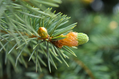 Macro of fir branches, spruce buds. 