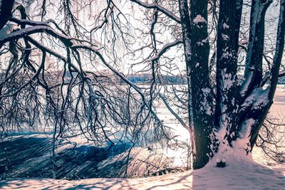 Bare trees in forest during winter