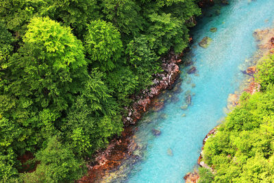 Aerial view of river in forest