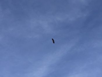 Low angle view of bird flying in sky