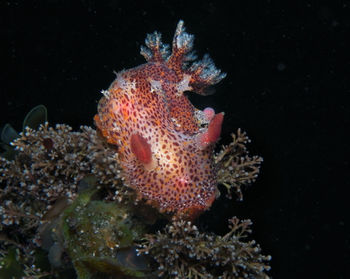 Orange colored underwater slug, nudibranch plocamopherus tilesii, tilesius