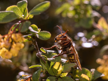 Close-up of insect on flower