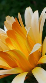 Close-up of day lily blooming outdoors