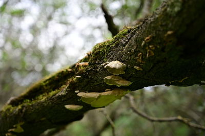 Close-up of moss growing on tree trunk