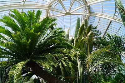 Low angle view of palm trees