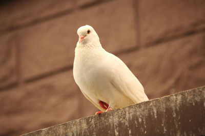 Close-up of bird perching on railing against wall