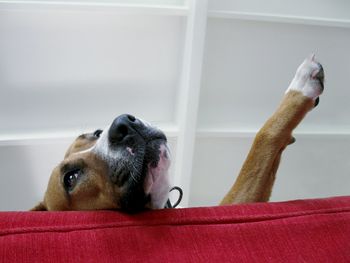 Close-up of dog relaxing at home