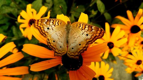 Close-up of butterfly pollinating on yellow flowers