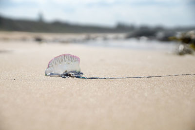 Close-up of shell on beach