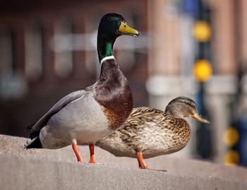 Low angle view of mallard ducks on steps