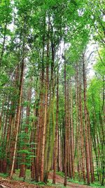 Trees growing in forest