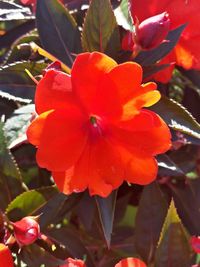 Close-up of red flower blooming in park