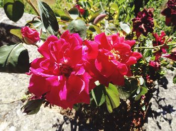 Close-up of red flowers