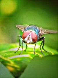 Close-up of fly on leaf